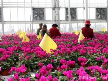 扬州高邮：每天发货30万株，花工厂绽放乡村振兴致富花