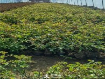 各类盆栽月季上市，南阳杯苗基地全国批发中