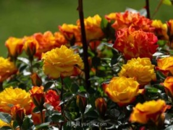 安阳市滑县森林公园月季花开放，赏花打卡正当时