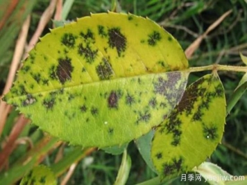 深秋天季节月季出现斑点的病害原因与防治