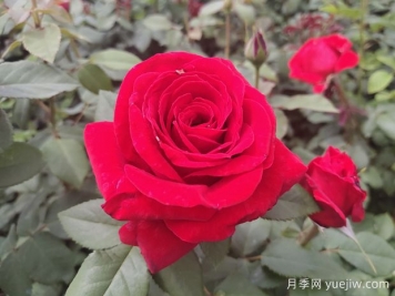 原产中国的玫瑰花(月季花)，是如何成为美国国花的？