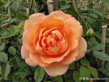中国月季：欧洲玫瑰花的祖宗，为世界园艺做出了巨大贡献