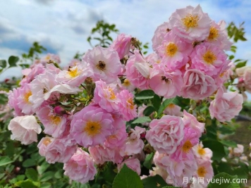 山木香和野蔷薇的辨识区别