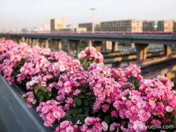 杭州高架月季实现定期开花，是如何进行花期调控的？