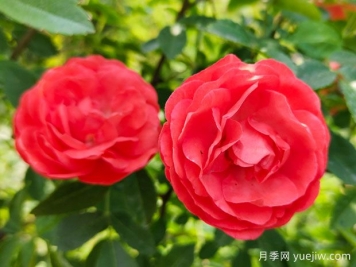 种上木香蔷薇花蛮强爆花，红橙白黄木香你喜欢哪个？