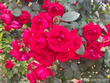 6款红色系的藤本月季品种，适合打造网红花墙