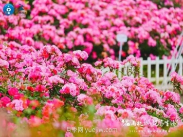 2024年第二届杭州市月季花展举办，赏500万株月季