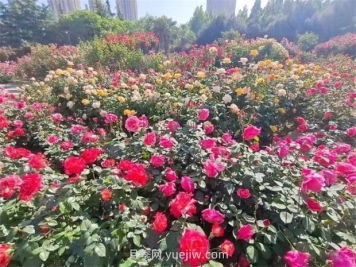 郑州月季公园40万株月季竞相绽放，感受花漾生活