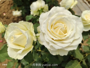 十一朵白玫瑰的花语和寓意