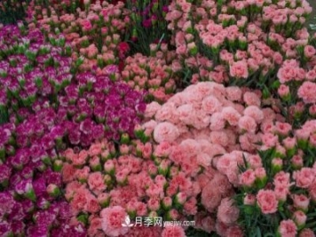 中国6大花市，全国花卉批发市场介绍