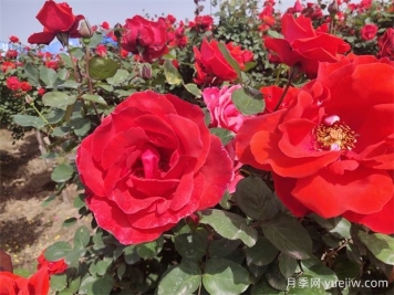 月季、玫瑰、蔷薇分别是什么？如何区别？
