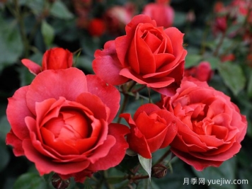 21朵玫瑰：不只是浪漫，还藏着这些深意