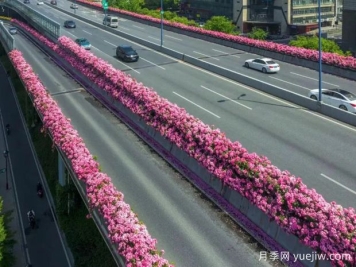 杭州高架月季初开，2024年又到走花路时间